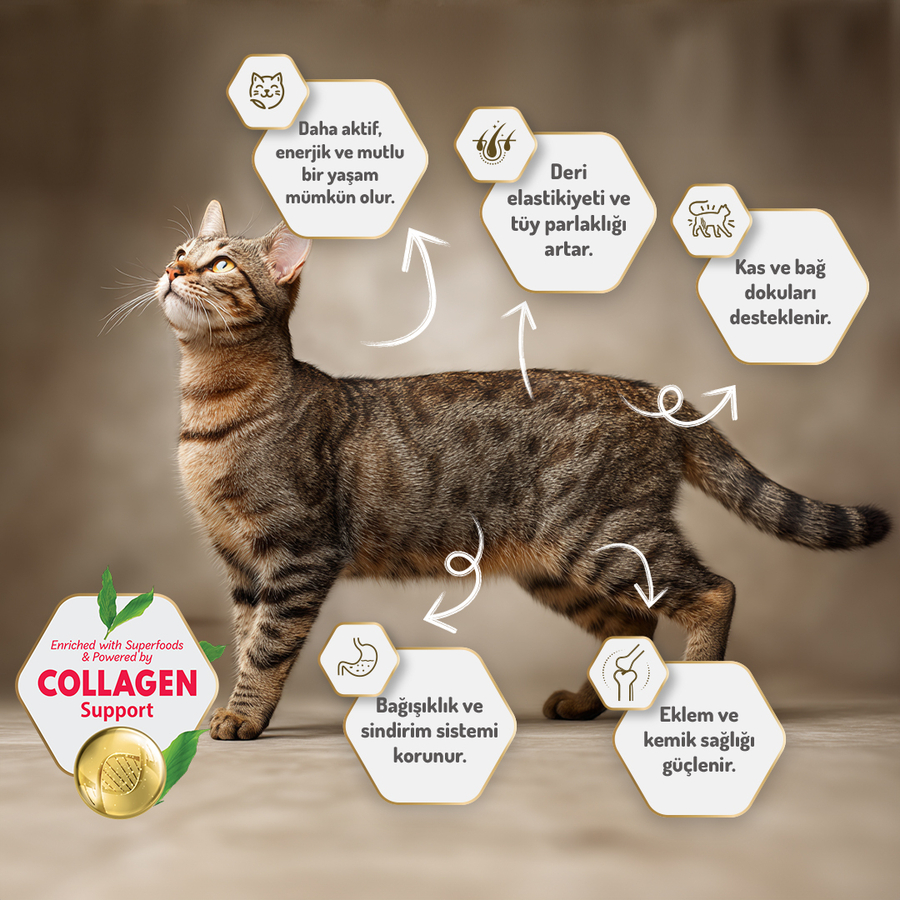Felicia 12 Kg Kolajenli Kuzulu Az Tahıllı Yetişkin Kedi Maması HypoAllergenic Kedi Maması