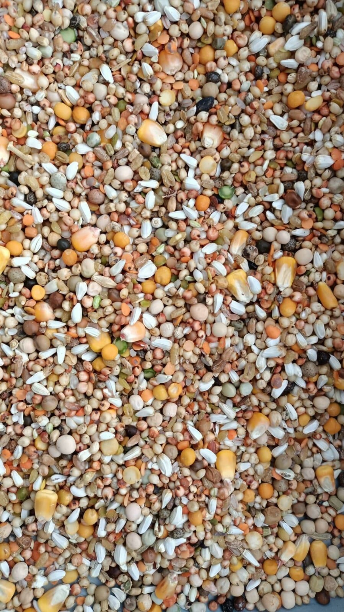 Güvercin Karışık Yem-25 Kg  KARGO ALICIYA AİTTİR