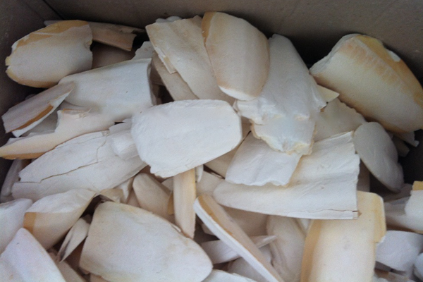 Kırık Mürekkep Bal.Kemiği (Kalamar) 1 Kg Kırık Mürekkep Bal.Kemiği (Kalamar) 1 Kg