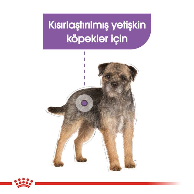 Royal Canin CCN Sterilised Kısırlaştırılmış Köpek Yaş Maması 85 Gr