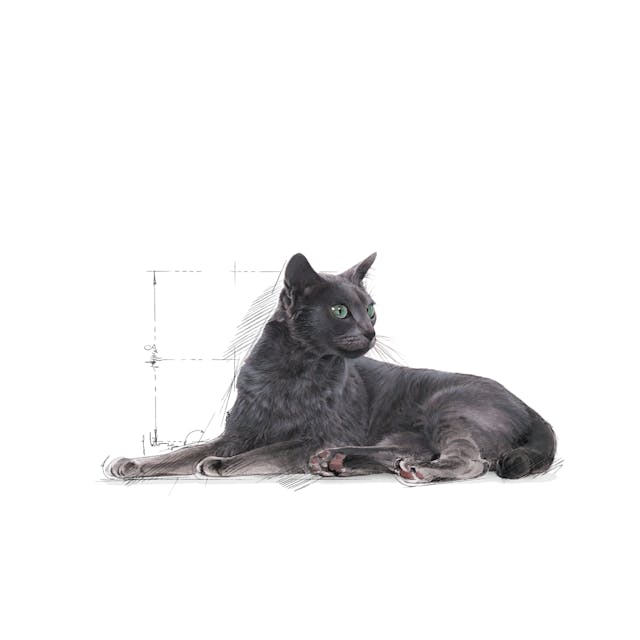 Royal Canin Sterilised 7+ Kısırlaştırılmış Yaşlı Kedi Maması 3,5 Kg