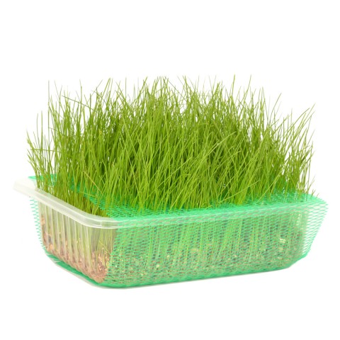 Quik Doğal Kedi Çimi (Fileli) - 6 Adet